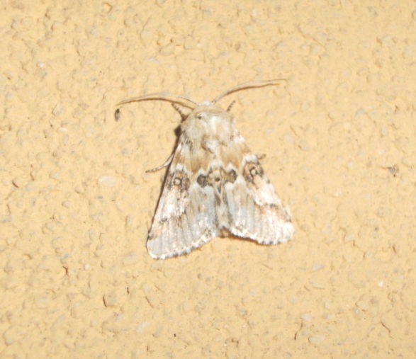 Noctuidae - Eremobia ochroleuca